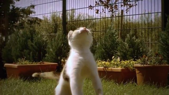 Движение кота в замедленной съемке смотреть онлайн