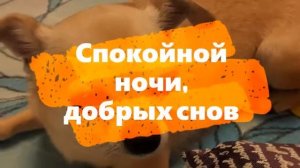 #Видео, немного релакса. Спокойной ночи #малыши! Смайлик спит, устал - играл, лаял, #бегал и кусал.