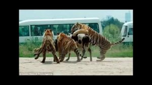 тигры охотятся на коз