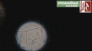 Фитофтору, фузариоз, мучнистую и гнили побеждает на РАЗ! Все о Триходерме харзианум (Глиокладин).