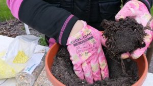 Пересадка метельчатой гортензии Самарская Лидия.