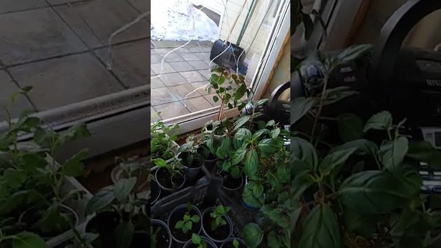 Обзор рассадника Черенки корейской хризантемы.