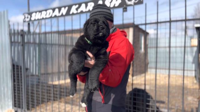 СУРДАН КАРАШ ГЛОРИЯ (+79201694289 WhatsApp) смотреть онлайн