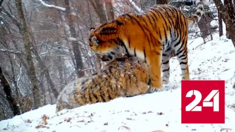 Тигрица позвала котят и попала на видео - Россия 24