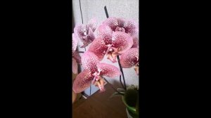 Phalaenopsis Anthura Andorra