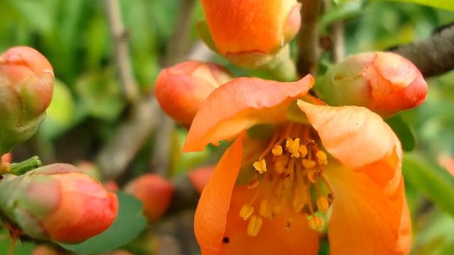 .....останусь памятью в глазах...!.wmv смотреть онлайн