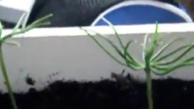 Деревья из семян Сибирского Кедра которые через15л смотреть онлайн