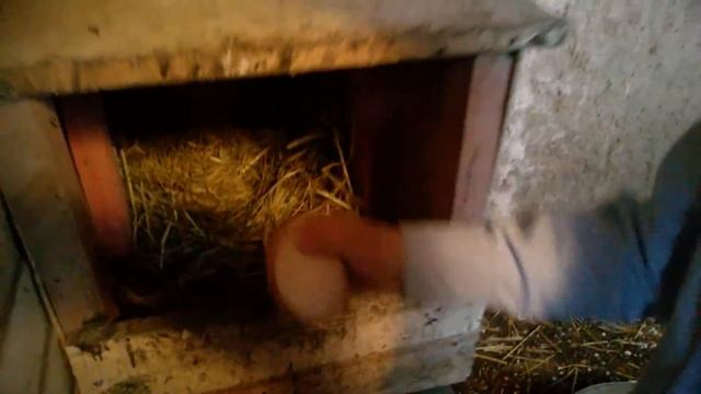 Курицы которые несут яички смотреть онлайн