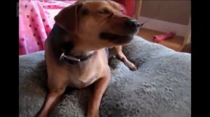 Собака чихает