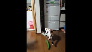 Кот испугался огурца.