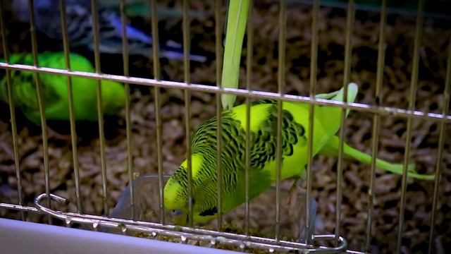 Top 3 Talking Parrot you can get for Cheap смотреть онлайн