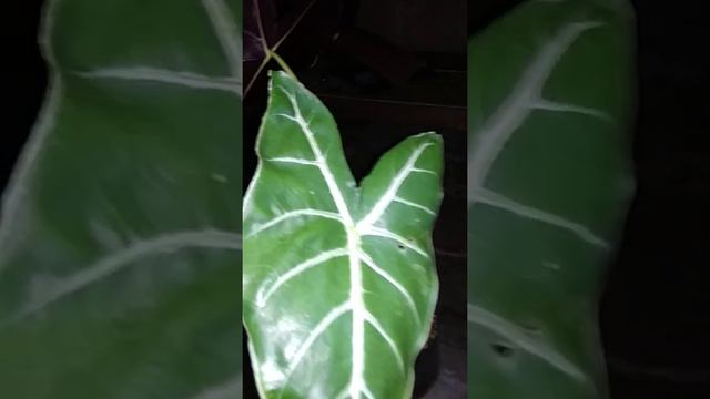 Alocasia Longiloba