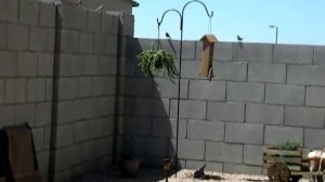 Red Finches & Cactus Wrens Singing & Feeding