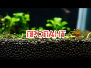 ПРОПАНТ- ИДЕАЛЬНЫЙ ГРУНТ ДЛЯ АКВАРИУМА