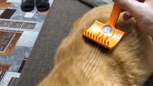 Мурлыканье котика Релакс