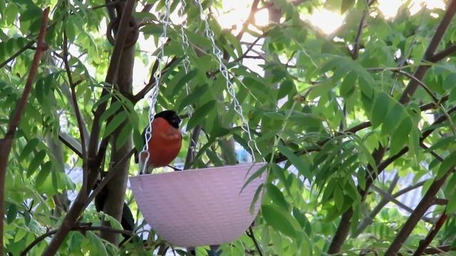?За моим окном снегири Два самца..... 30 мая 2020 ?bullfinch bird смотреть онлайн
