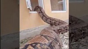 Огромный питон залез в пустующий дом.Вот это гигант.Природа удивляет.A huge python climbed into.