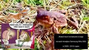 Кадры животных найденные на телефоне Samsung Witu 900i за 2009 - 2010 годы.