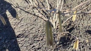 Фундук.Пыление, цветение -2023г.