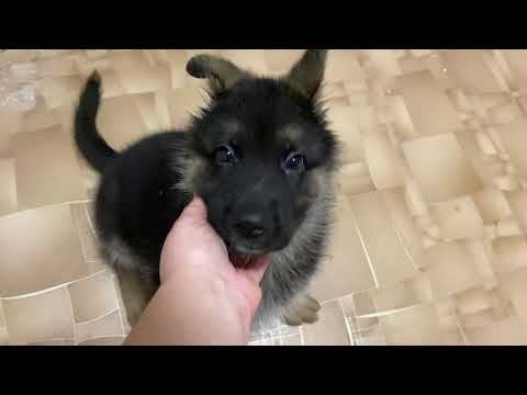 Моя Немецкая Овчарка, пример кормления, прививки, уши, какие команды знаем. смотреть онлайн