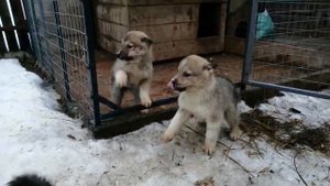 Щенки западно-сибирской лайки.