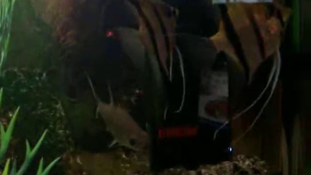 skalary i ikra смотреть онлайн