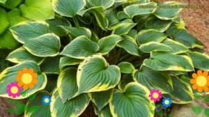 Хоста форчуна Ауреомаргината. Краткий обзор, описание характеристик, где купить саженцы