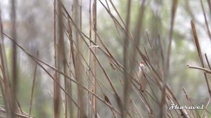 Acrocephalus arundinaceus. Great reed warbler. Дроздовидная камышовка.