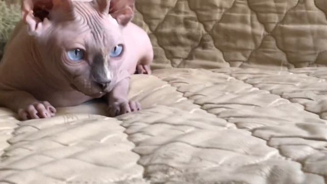 Взрослая кошка  Сфинкса играет! #Канадский сфинкс