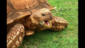 ШПОРОНОСНА ЧЕРЕПАХА | Centrochelys sulcata