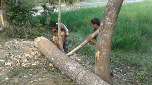 Very Traditional Way of Cutting Tree by Hand Saw Blade of Rural Area of Asia/Hard Workers Jobs