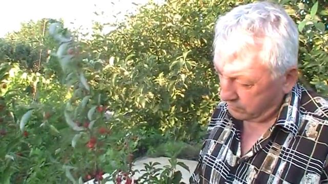 Плодоношение Гуми