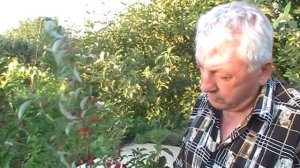 Плодоношение Гуми