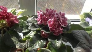 Фиалка (сенполия) в домашних условиях.