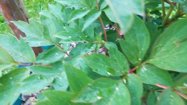 Древовидный пион Пурпурная заря в Тверской области, 2022 год #древовидныйПион,#пурпурнаяЗаря смотреть онлайн