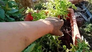 #3 Высадка томатов в открый грунт: "Ляна", "Волгоградец"