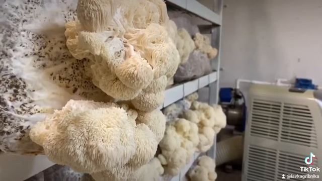 Ежовик Гребенчатый  (Американский штамм)