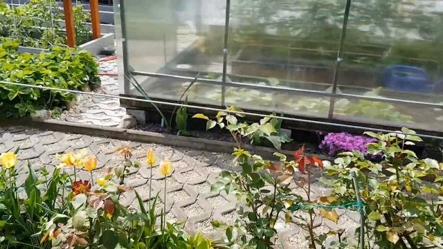 КАПЕЛЬНЫЙ ПОЛИВ  19 05 2016 г