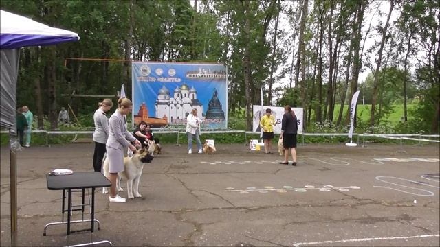 выставка собак в Великом Новгороде 19 июня 2022, лучшие собаки