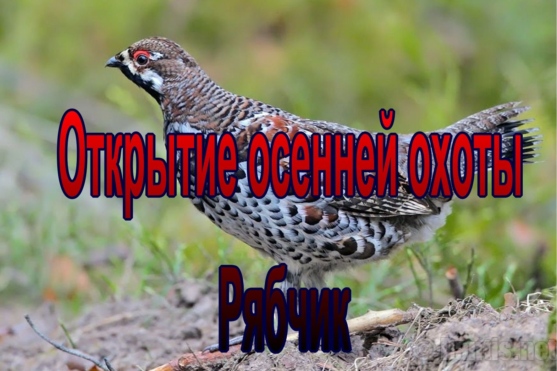 Рябчики пролетели в лесную чащу
