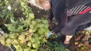 Часть 1|Черенкование смородины от А до Я| Секреты посадки смородины