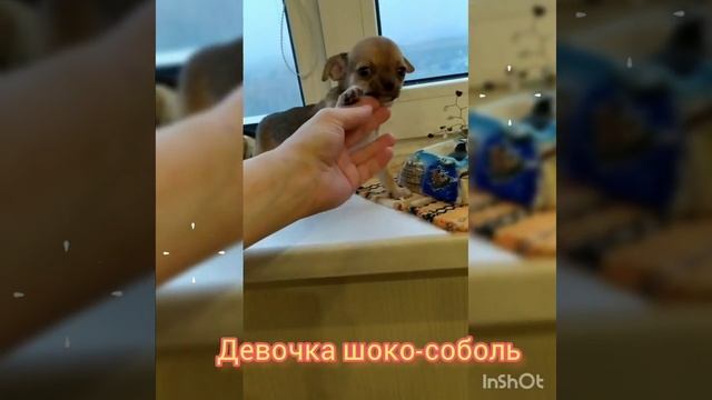 девочка чихуахуа. можно бронировать! #чихуахуа #чихуахуамосква #чихуахуапродается