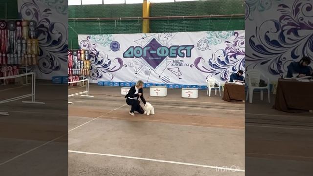 Бел Клуб Цветок Любви Белый той Пудель смотреть онлайн