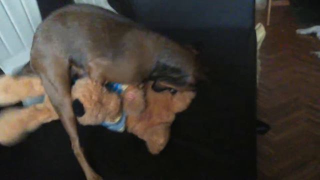 Нашей собаке не хватает внимания, самое смешное чт смотреть онлайн