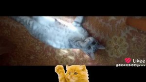 кот у бабушки