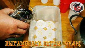 Всё пропало! Как засушить семена, но поставить их на проращивание.