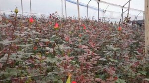 Популярный сорт роз Gotcha - Готча, на Эквадорской ?? цветочной плантации.