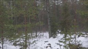 ЗАГОННАЯ ОХОТА В БЕЛАРУСИ 2022