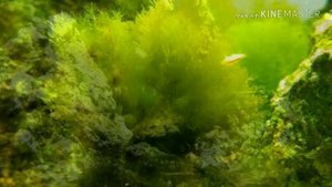 Гаммарус (мормыш,бокоплав)в аквариуме эксперимент/Gammarus