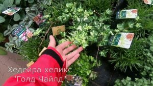 Обзор комнатных цветов в магазине - Названия растений